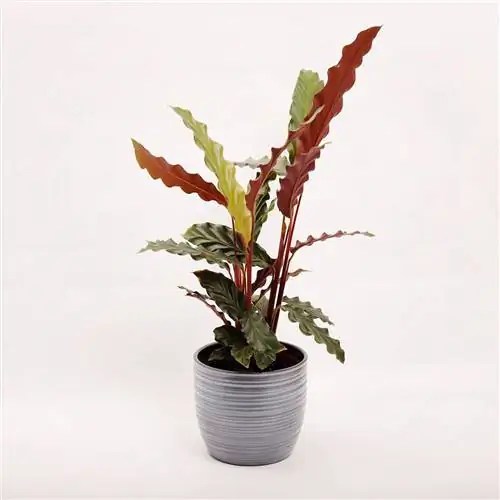 Растение с разноцветными волнистыми листьями.