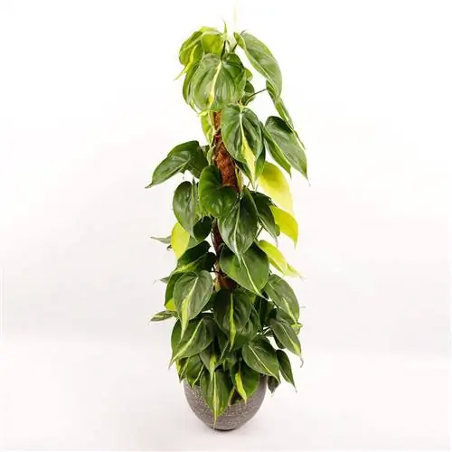 Филодендрон бразильский с воспитателем.