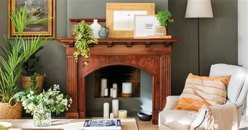 В вашей гостиной нет естественного света? Эти растения идеально подходят для его украшения