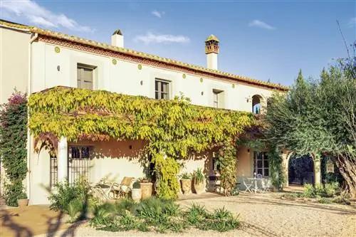 Фасад таунхауса с верандой с виноградными лозами.