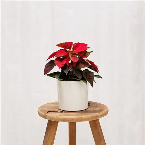 Красный цветок пуансеттии с белым горшком.