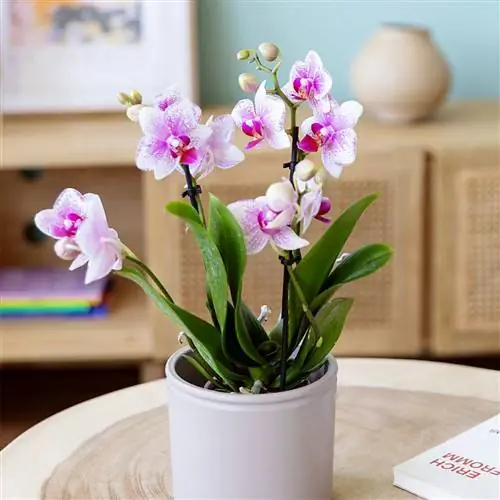 Орхидея Колвина.