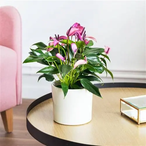 Сиреневый антуриум с белым горшком.