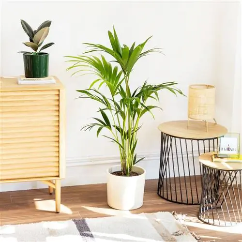 Высокая пальма с белым горшком.