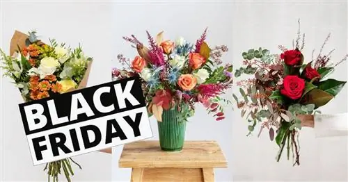 Черная пятница от Colvin: лучшие скидки на цветы и растения, которые можно подарить или украсить дом