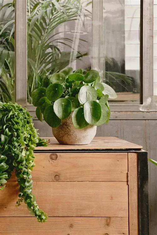 Китайское денежное растение.