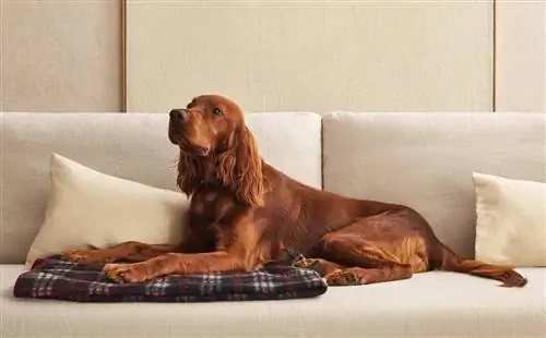 Коллекция домашних животных Zara Home