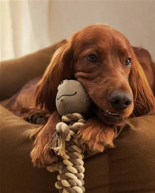 Коллекция домашних животных Zara Home