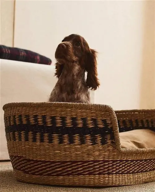 Коллекция домашних животных Zara Home.