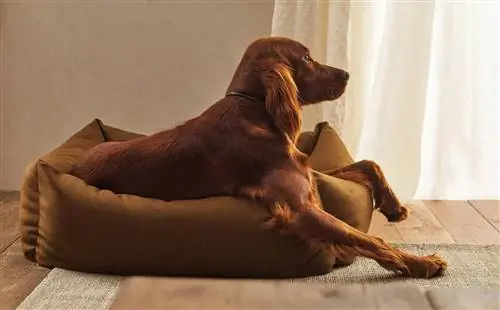 Коллекция домашних животных Zara Home.