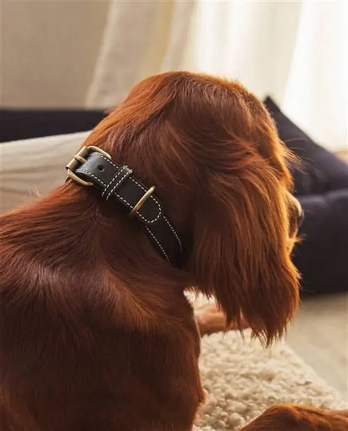 Коллекция домашних животных Zara Home.