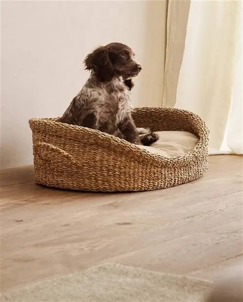 Коллекция домашних животных Zara Home.