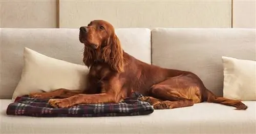 Коллекция домашних животных Zara Home - это чистая элегантность