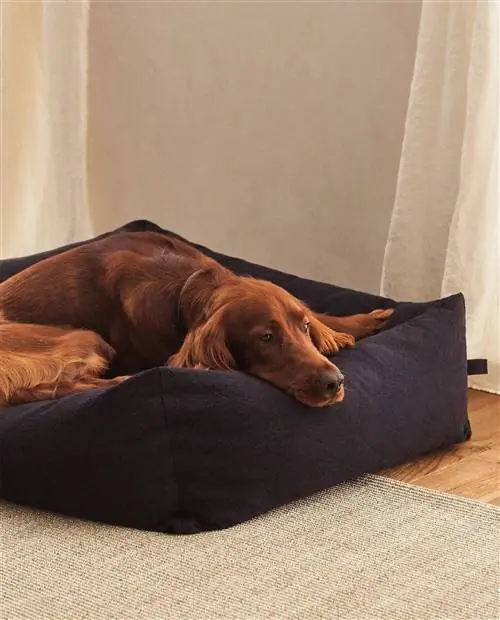 Коллекция домашних животных Zara Home