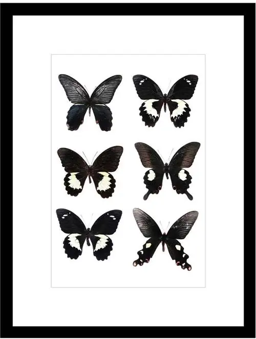 Westwing Now Картина бабочки