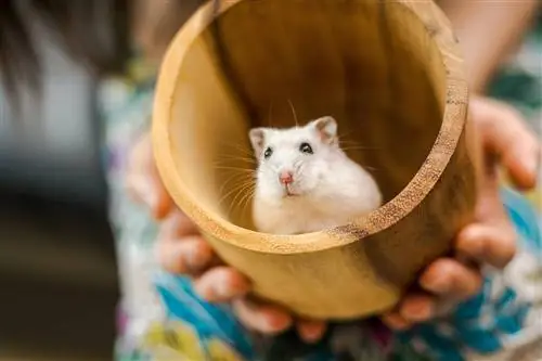 Хомяк