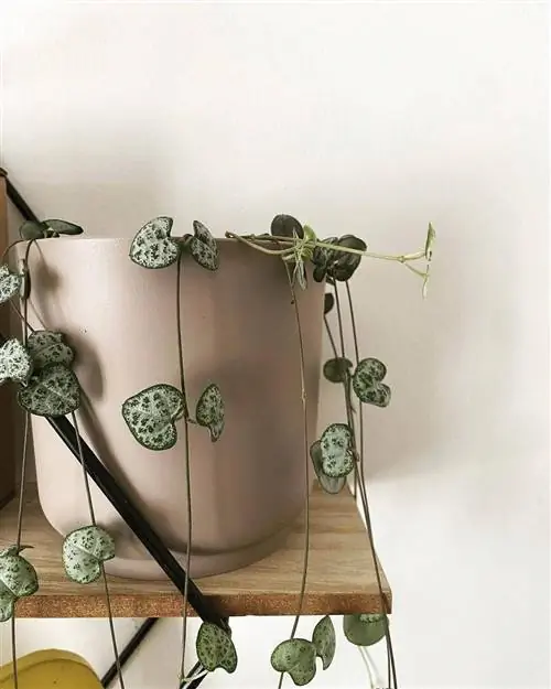 Ceropegia woodi - висячее растение.