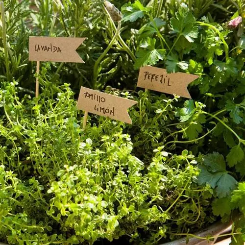 Лекарственные растения для облегчения менструальной боли