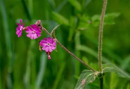 гвоздика лекарственное растение