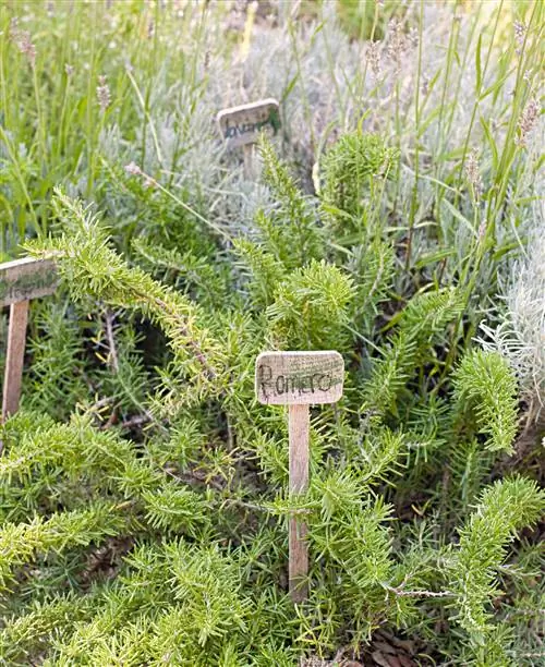 эфирное масло розмарина00280219