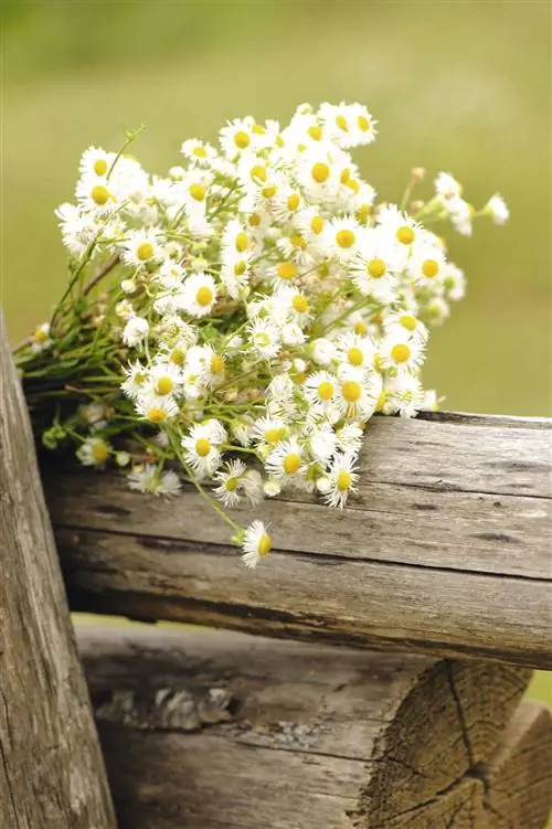 ромашка-00322789