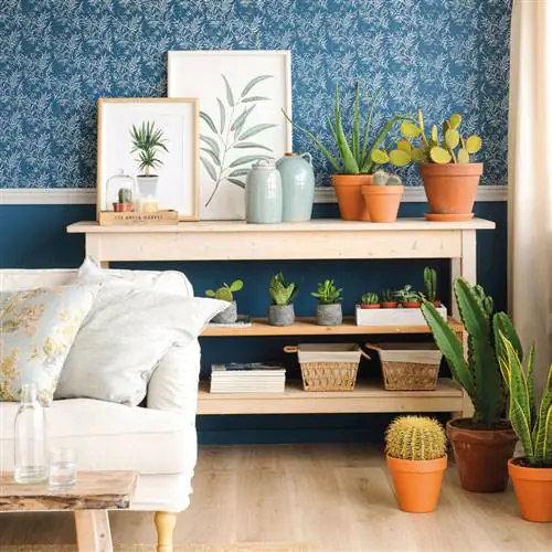 10 ошибок, которые мы все совершаем при уходе за кактусом