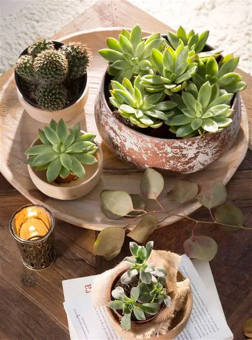 Журнальный столик, украшенный кактусом.