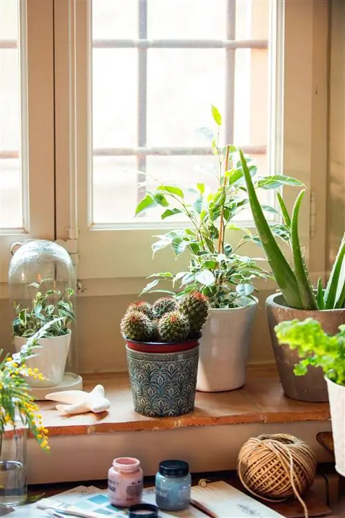 Подоконник с растениями.