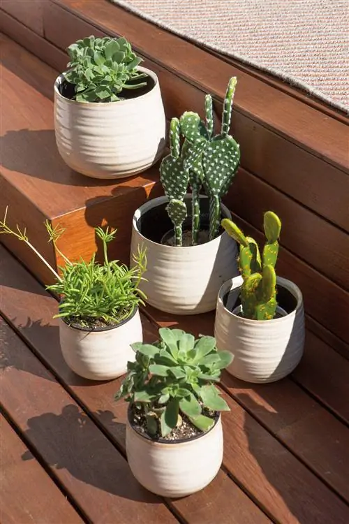 Терраса украшена кактусами в белых горшках.