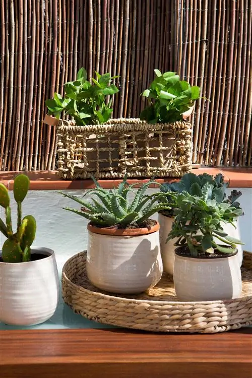 Терраса с кактусами в белых горшках.