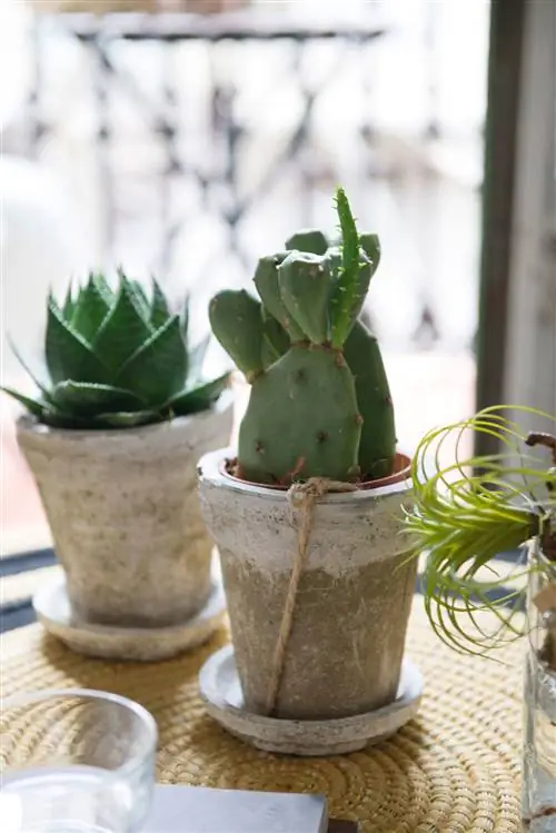 кактусы в каменных горшках.