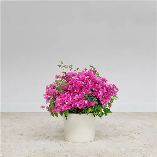 Горшок для бугенвиллеи Колвина.