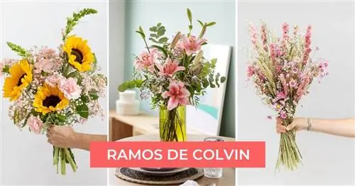 Самые красивые букеты Колвина за сентябрь