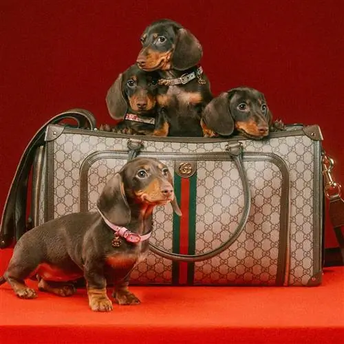 Коллекция Gucci для домашних животных.