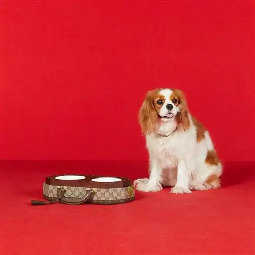 Коллекция Gucci для домашних животных.