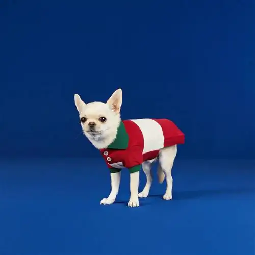 Коллекция Gucci для домашних животных.