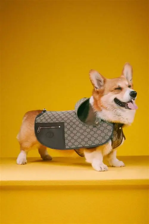 Коллекция Gucci для домашних животных.