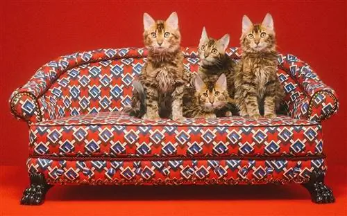 Коллекция Gucci для домашних животных.