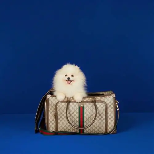 Коллекция Gucci для домашних животных.