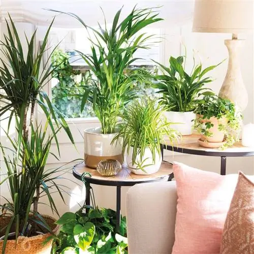 Уголок, украшенный растениями