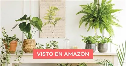 Искусственные растения с Amazon менее чем за 60 евро: они настолько реалистичны, что поражают воображение