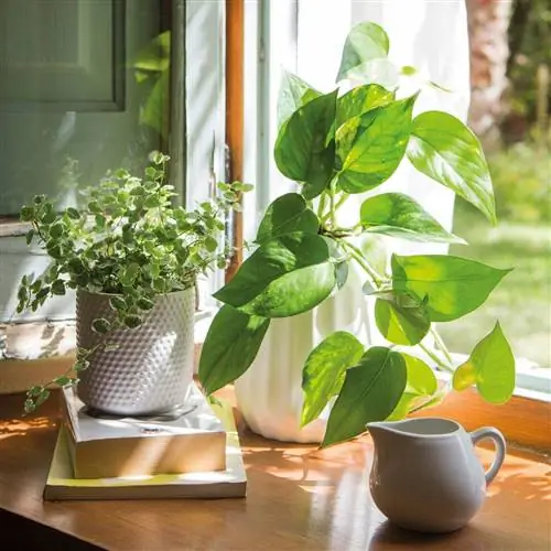 pothos-растение-внутреннее-окно