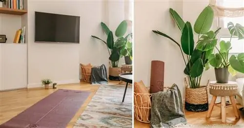 Уголок с растениями, который превращается в мини-спортзал.