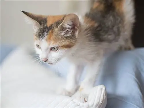 Котенок