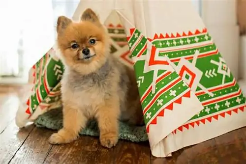 Домики для животных своими руками