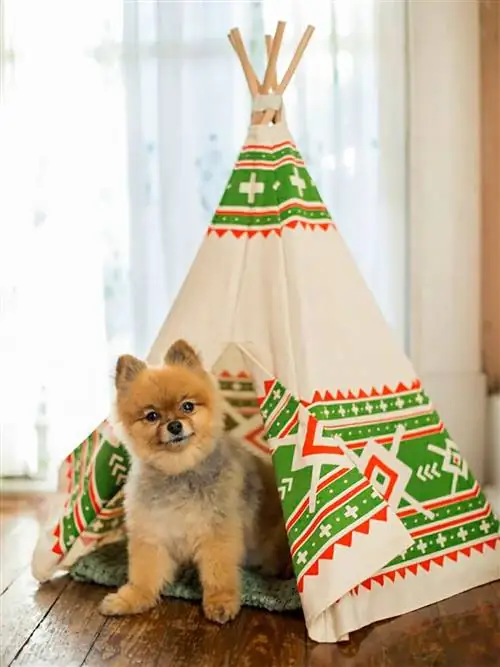 Собака, Померанский шпиц, Canidae, Рождественская елка, Праздничная шляпа, Шпиц, Новогоднее украшение, Одежда для собак, Плотоядное животное, Рождество,