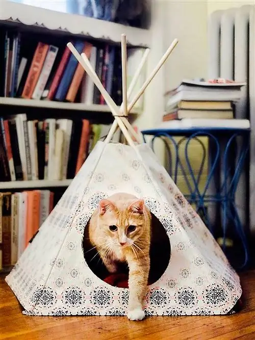 Кошка, Бакенбарды, Кошачьи, Кошки малого и среднего размера, Пол, Дерево, Плотоядное животное, Мебель, Полка, Котенок,