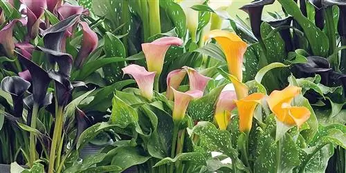 Что делать в саду в мае: 10 садовых задач