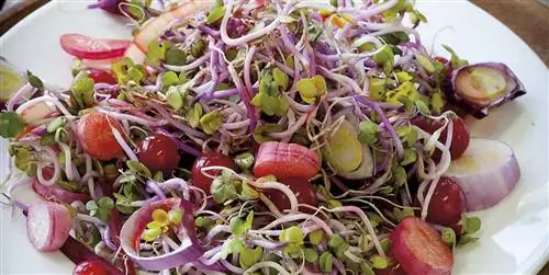 Блюдо дня: Салат из капусты и свеклы
