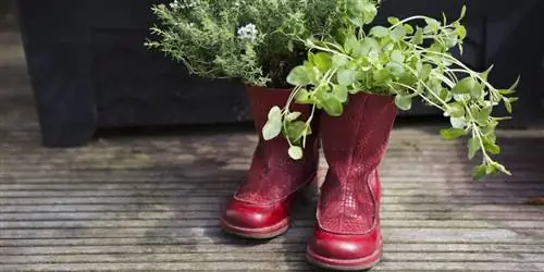 10 самых оригинальных горшков для ваших растений